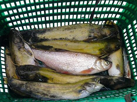 Торговля готовой рыбой без документов на автотрассе Чита-Беклемишево остановлена