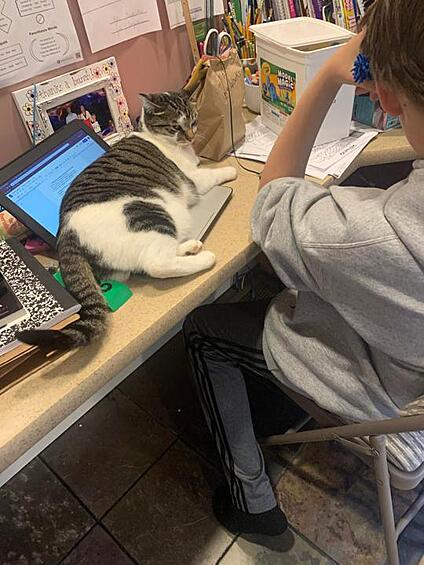 "Это не ноутбук, это - обогреватель котов"