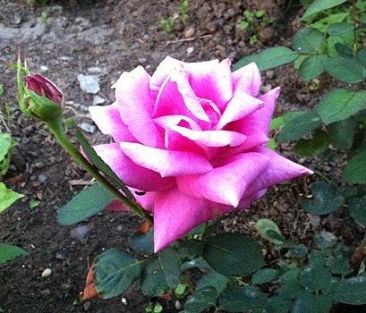 Роза 'Голубой Нил' - настоящая волшебная роза