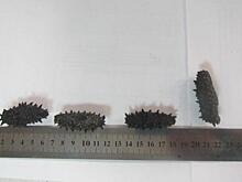 Живых трепангов разрешили не резать