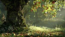 Главные признаки «крепкого здоровья» дачных плодовых деревьев