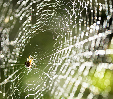 Что происходит с пауком в паутине другого паука