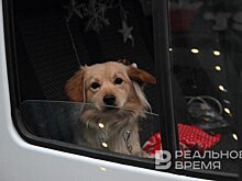 Убивать или стерилизовать: Татарстан против эвтаназии для бездомных собак