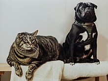 Кошка или собака: ученые рассказали, какой питомец подойдет людям старше 60