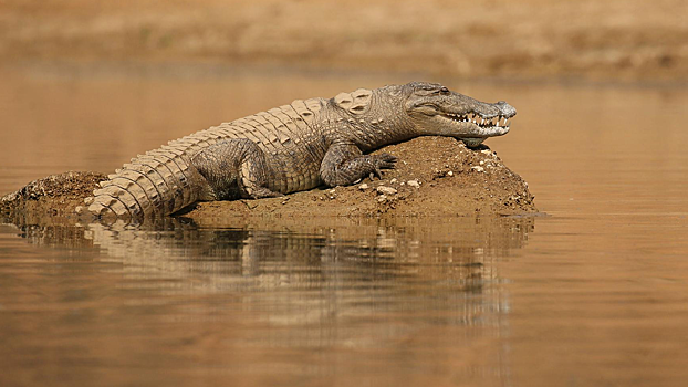 В Индии женщина погибла после нападения крокодила: подробности