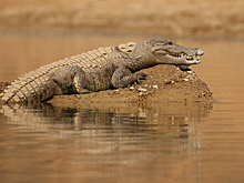 В Индии женщина погибла после нападения крокодила: подробности