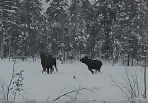 Водитель снял на видео лосей неподалеку от трассы «Кола»