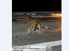 Краснокнижный амурский тигр погиб под колесами автомобиля под Хабаровском
