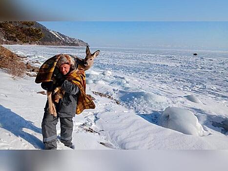 Косуля попала в ледяной плен