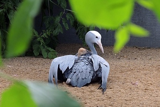 В Московском зоопарке у редких журавлей Стенли появился птенец