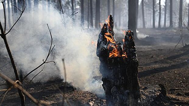 Медведев призвал оценить ущерб от пожаров в Забайкалье