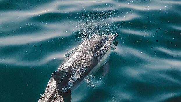 Выброшенного на берег дельфина спасли туристы на Кунашире