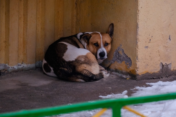 В Волгоградской области стало меньше бездомных животных