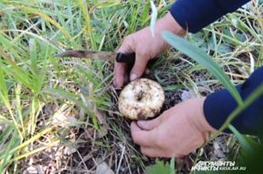 20 воронежцев отравились собранными в лесу грибами
