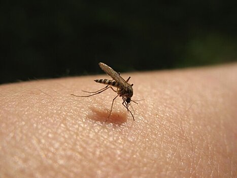 Эксперт предупредил, что комары могут стать переносчиками опасных инфекций в РФ