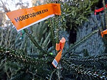 Названы регионы России с самыми дешевыми новогодними елками