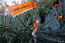 Названы регионы России с самыми дешевыми новогодними елками