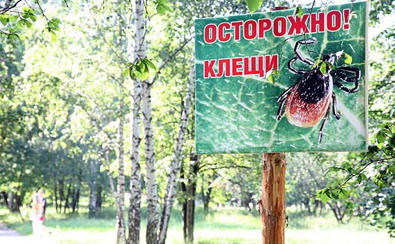 Энцефалитные клещи кусают бердчан