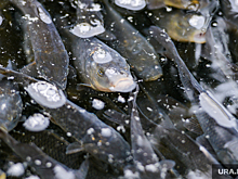 В России начнут продавать рыбу на биржевых торгах