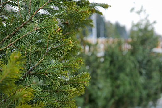 Ёлочные базары заработали в Кемерове