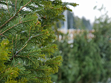 Ёлочные базары заработали в Кемерове