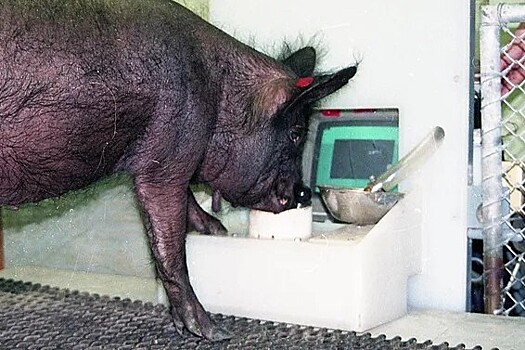 Учёные научили свиней играть в видеоигры без чипирования