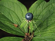 Дети в Саратовской области могли отравиться волчьей ягодой