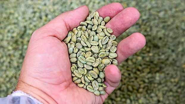 Нутрицолог предупредил о негативных свойствах зеленого кофе