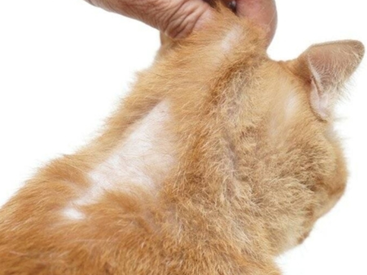 Малассезиозный дерматит. Котик чешет спинку. Рыжая кошка. Кошачий массаж gif. Кот чешет спину.