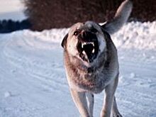 В Красноярском крае на вызове к пациенту врача покусала собака