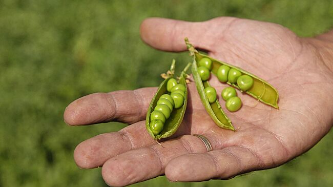 Как получить богатый урожай гороха