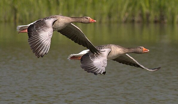 Канада ограничит применение клотианидина и тиаметоксама