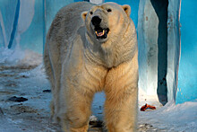 Два десятка белых медведей окружили село на Чукотке
