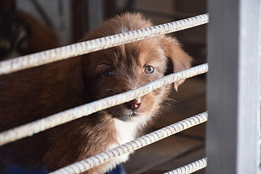 Почему статья о жестоком обращении с животными не работает в Казахстане