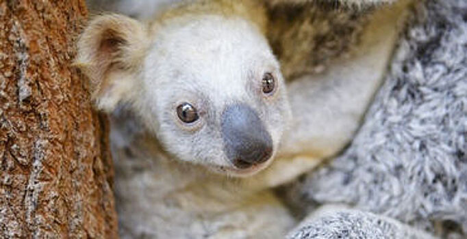 В Австралии в зоопарке штата Квинсленд родилась белоснежная коала