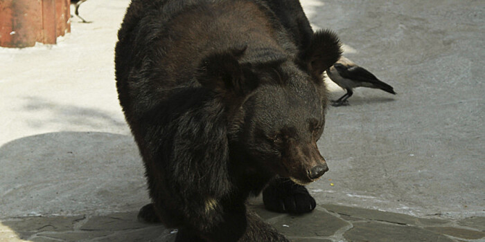 Почему в Московской области появились медведи?