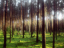 За российскими лесами начнут следить с беспилотников