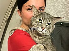 Власти Таиланда захотели усыпить кота российской туристки из-за одного документа