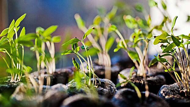 Агроном объяснила, так ли нужны фитолампы для рассады