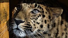 Запущена трансляция жизни леопарда из Приморского сафари-парка