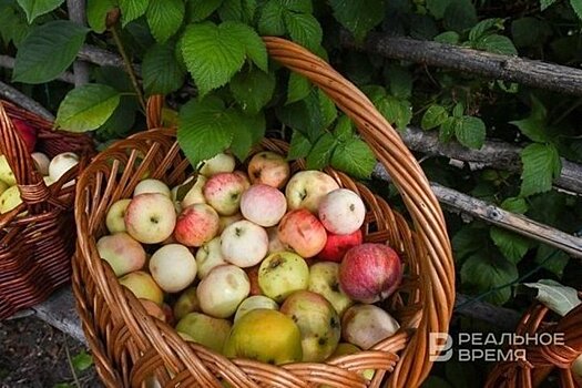 Дипломаты из разных стран посадили яблони в Лядском саду Казани