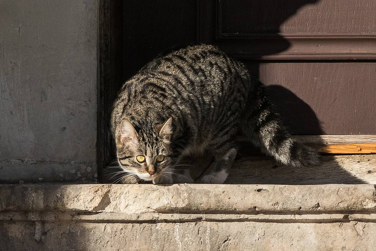 Мэр российского города нашел способ избавиться от бродячих животных