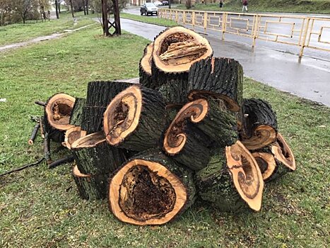 В Петрозаводске спилят более 100 аварийных деревьев