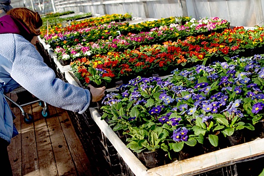 Эксперт Волкова: Из-за санкций в России стали развивать свое растениеводство