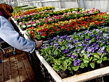 Эксперт Волкова: Из-за санкций в России стали развивать свое растениеводство