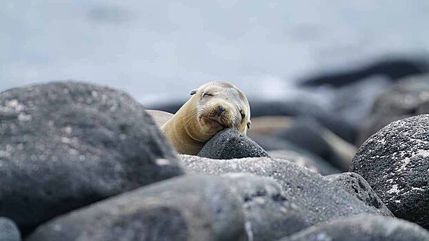Детеныш родился у тюленей, живущих на акваполигоне под Мурманском
