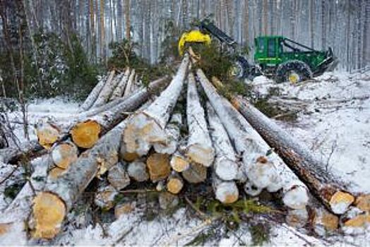 Кто и почему валит сосны в Ульяновске?