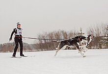 В Карелии пройдут соревнования по ездовому спорту