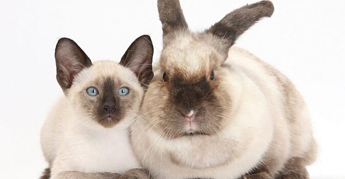 Милота в квадрате: котята и их двойники-кролики, которые не могут не вызвать восторг