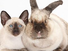 Милота в квадрате: котята и их двойники-кролики, которые не могут не вызвать восторг